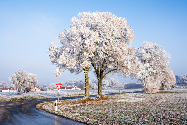 Inverno panorama alberi strada natura Foto d'archivio © manfredxy