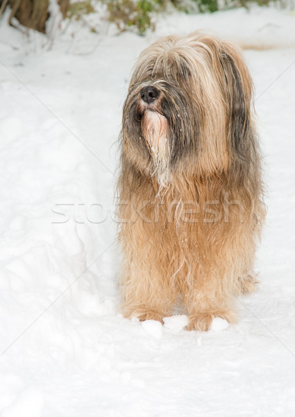 Terrier cane piedi neve dai capelli lunghi natura Foto d'archivio © manfredxy