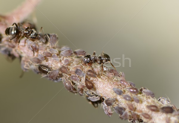 Ants and Lice Stock photo © manfredxy