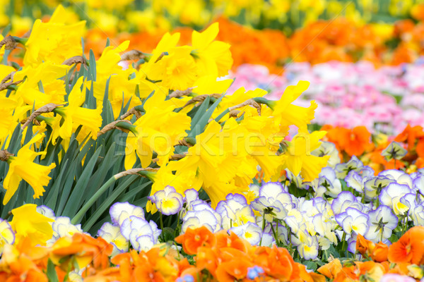 Lit de fleurs jardin plein fleurs printemps Photo stock © manfredxy