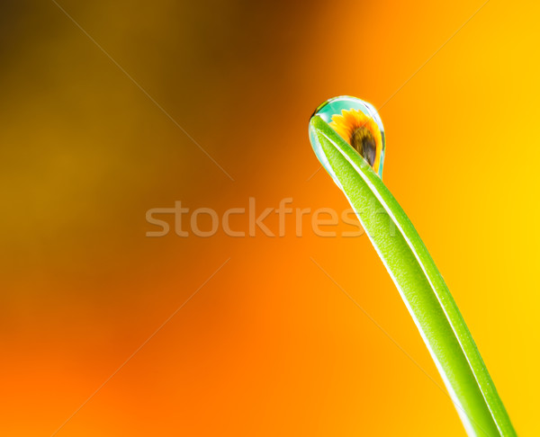 Flower refraction in a dew drop on a blade of grass Stock photo © manfredxy