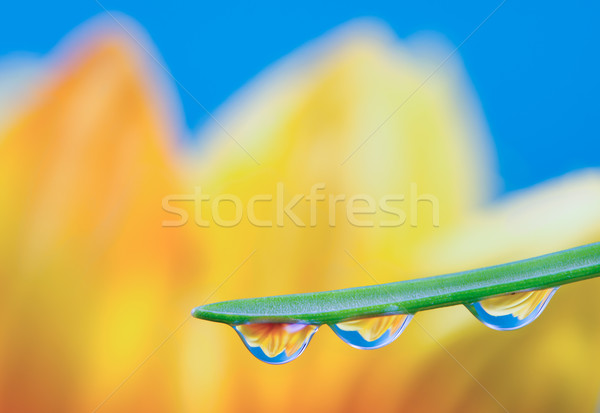 Flower refraction in dew drops on a blade of grass Stock photo © manfredxy