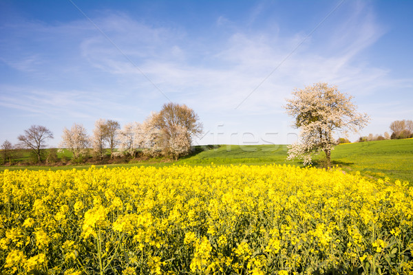 Paysage floraison arbre printemps fleurs domaine Photo stock © manfredxy