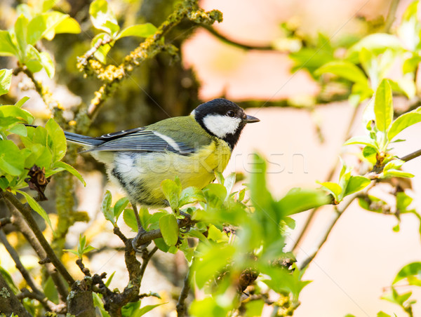 Great Tit bird sitting on a tree branch Stock photo © manfredxy