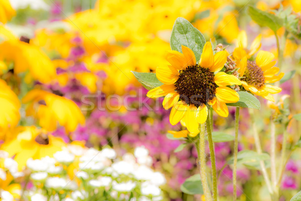 Foto stock: Amarelo · canteiro · de · flores · jardim · girassol · pétalas