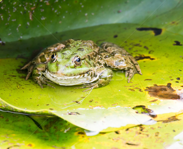 Green frog sitting on leaf Stock photo © manfredxy