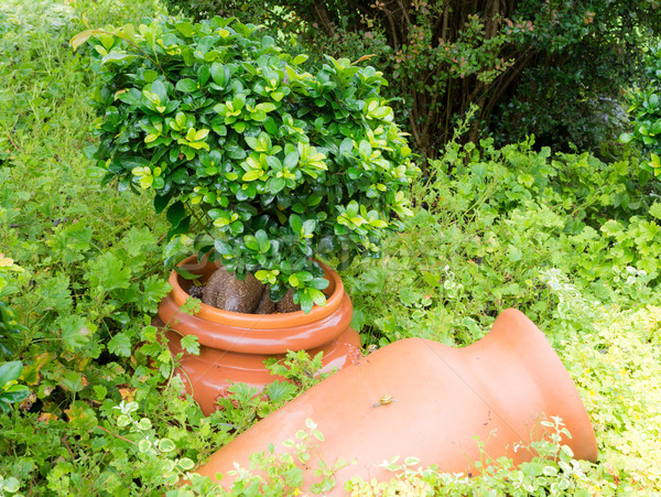 Stock photo: Antique Amphora in the garden