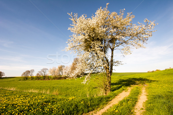 Сток-фото: пейзаж · цветения · дерево · весны · цветы · пути
