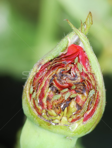 Rose bud with lice Stock photo © manfredxy
