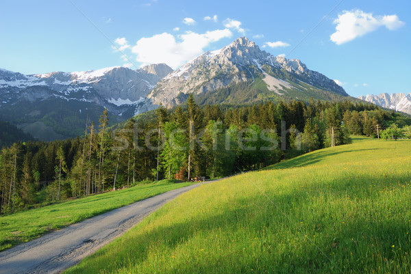 Munţi alpi Austria floare lemn pădure Imagine de stoc © manfredxy