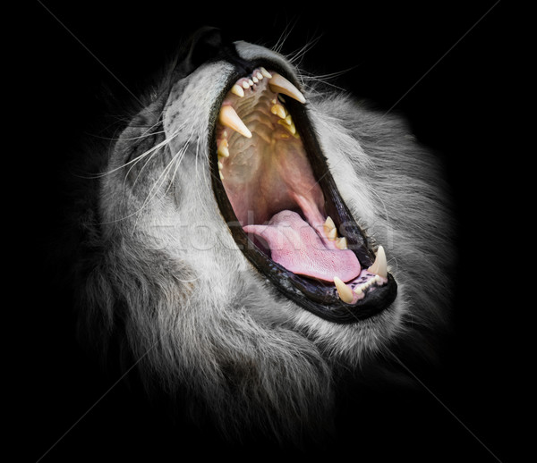 Black and white Portrait of  a roaring lion Stock photo © manfredxy