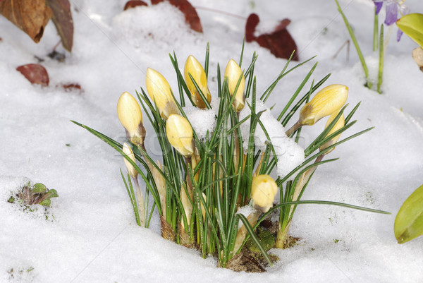 Crocus buds in the snow Stock photo © manfredxy