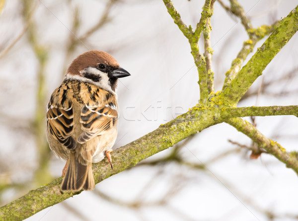 Eurasian Tree Sparrow sitting on a tree branch Stock photo © manfredxy