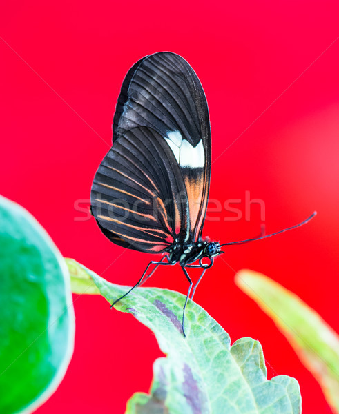 Tropical Passion-vine butterfly Stock photo © manfredxy