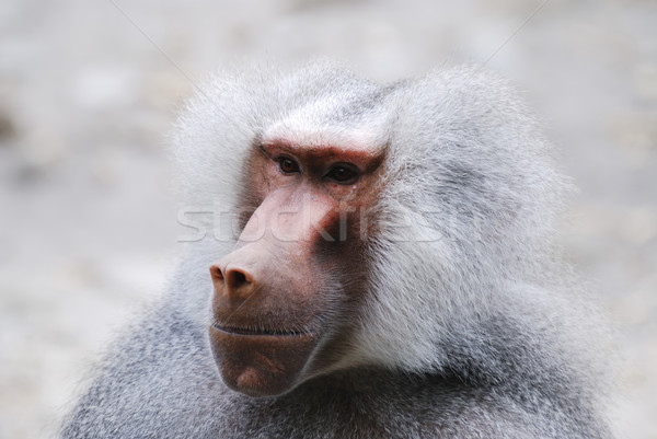 бабуин портрет серый обезьяны рот Сток-фото © manfredxy