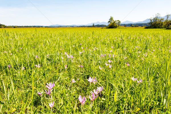 Moor landscape with crocus flowers Stock photo © manfredxy