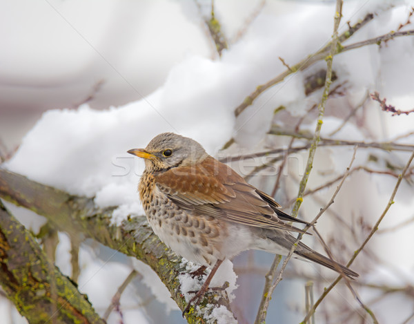 Mistle thrush bird sitting on a snow covered tree Stock photo © manfredxy