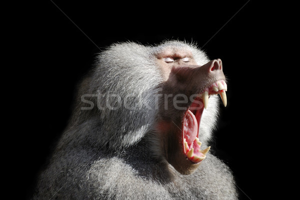Pawian szeroki otwarte usta Afryki Zdjęcia stock © manfredxy