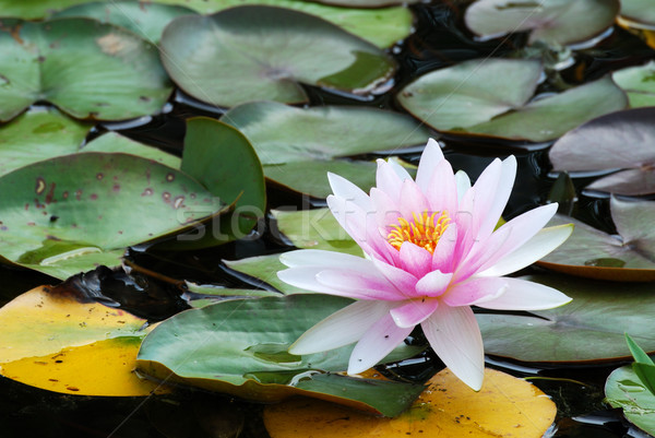 Water lily Stock photo © manfredxy