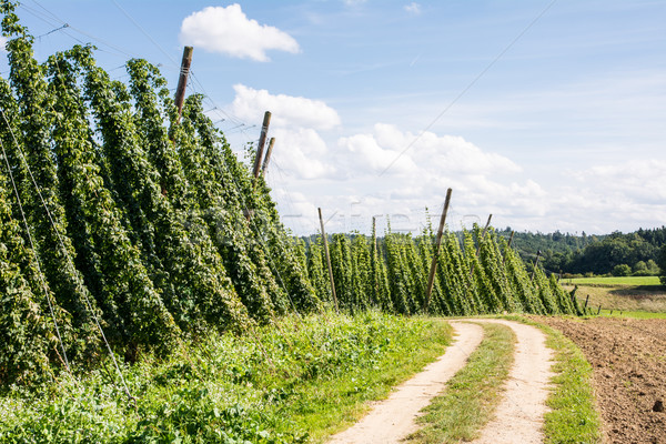 Country Lane along a Hop Garden Stock photo © manfredxy