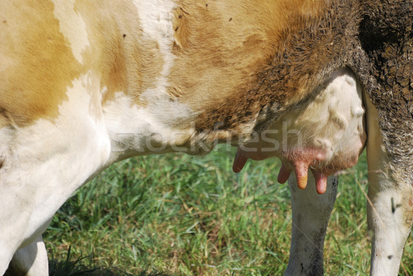Cow udder Stock photo © manfredxy