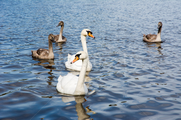 Swan family with babies Stock photo © manfredxy