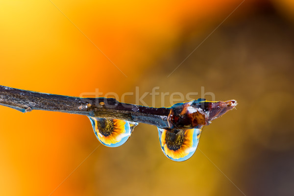 Flower refraction in dew drops on a twig Stock photo © manfredxy