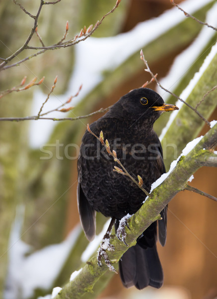 Amsel Sitzung Schnee bedeckt Zweig Baum Stock foto © manfredxy