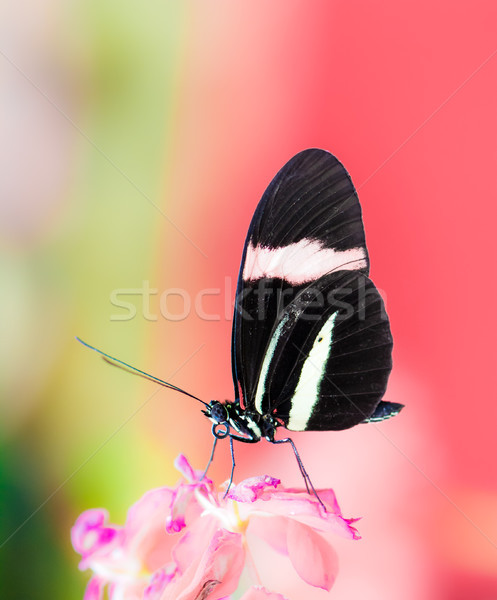 Tropical Passion-vine butterfly Stock photo © manfredxy