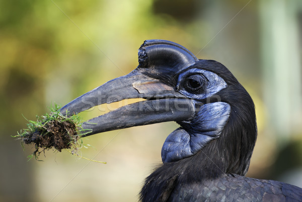 Ground Hornbill Stock photo © manfredxy