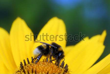 Yellow Maruertie Flower Stock photo © manfredxy