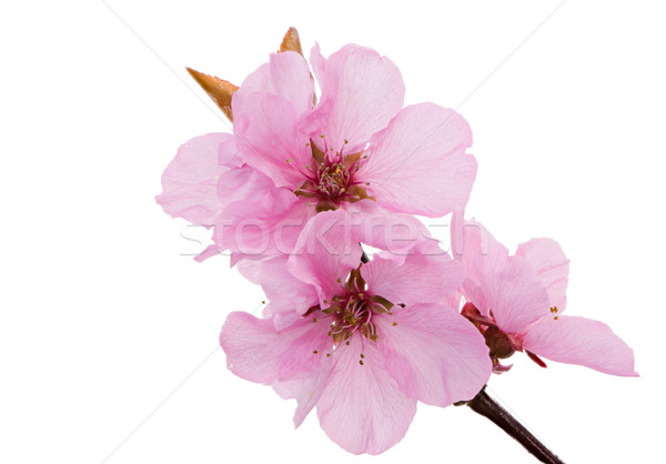 Isolated pink peach blossoms Stock photo © manfredxy