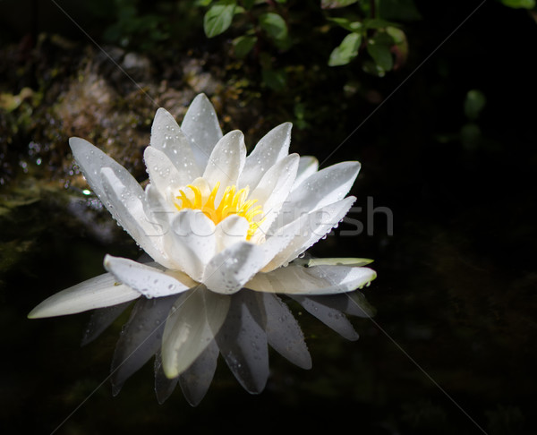 White water lilly blossom in a pond Stock photo © manfredxy