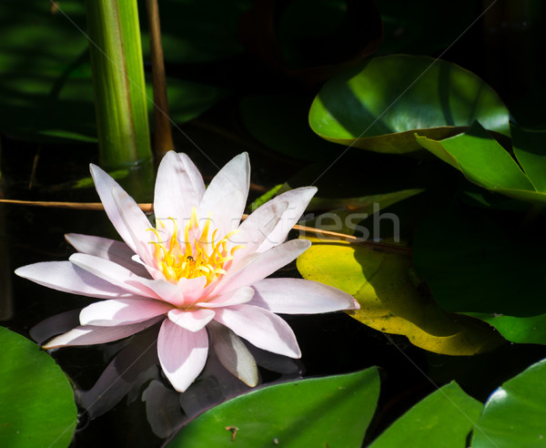 Pink Water Lily in a pond Stock photo © manfredxy