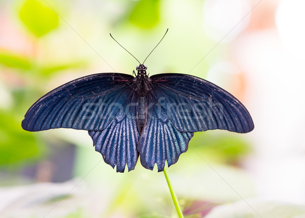 Tropical Great Mormon butterfly (Papilio Memnon) Stock photo © manfredxy