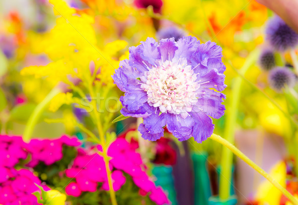 Blumenbeet unterschiedlich Sommerblumen selektiven Fokus Blumen gelb Stock foto © manfredxy