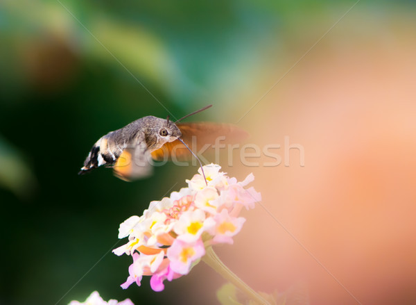 Hummingbird hawk-moth hovering over lantana flower Stock photo © manfredxy