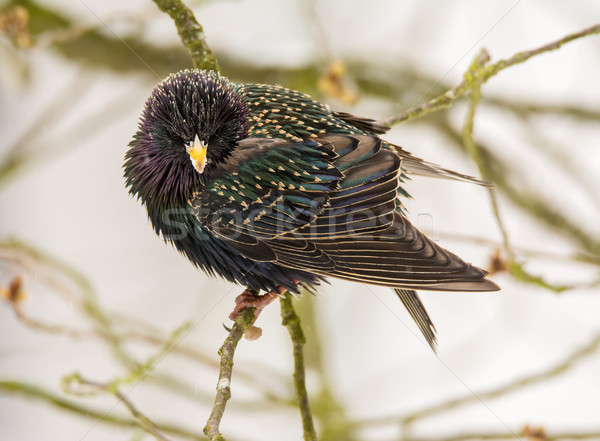Closeup of a common starling Stock photo © manfredxy