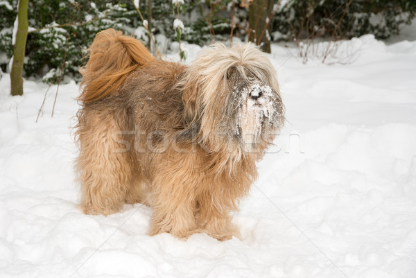 Terrier chien neige brun à poil long permanent [[stock_photo]] © manfredxy