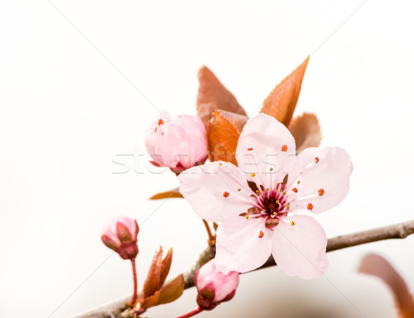 Pink plum blossom Stock photo © manfredxy