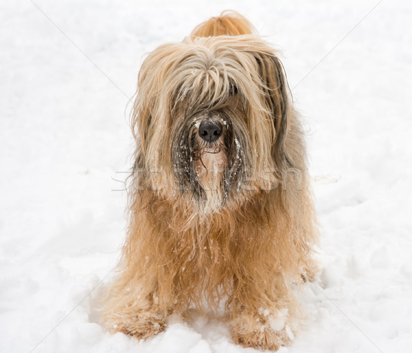 Long-haired tibetan terrier in the snow Stock photo © manfredxy