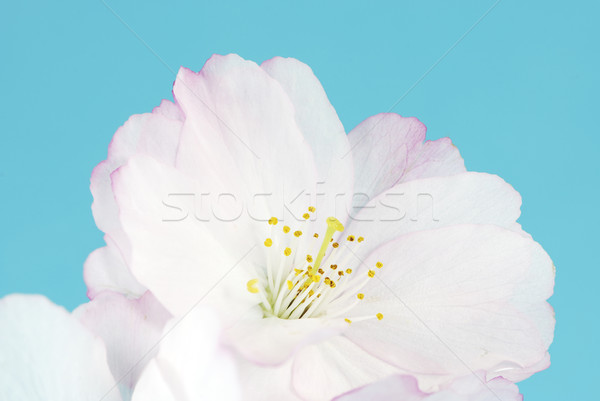 Foto stock: Flor · de · cerezo · primavera · tiempo · flor · frescos · macro