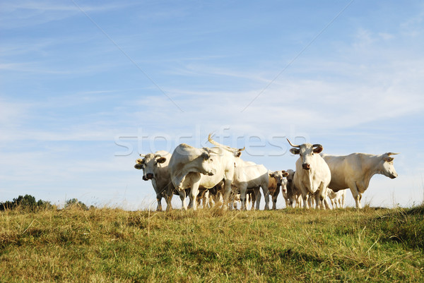 Vee kudde witte koeien natuur veld Stockfoto © manfredxy