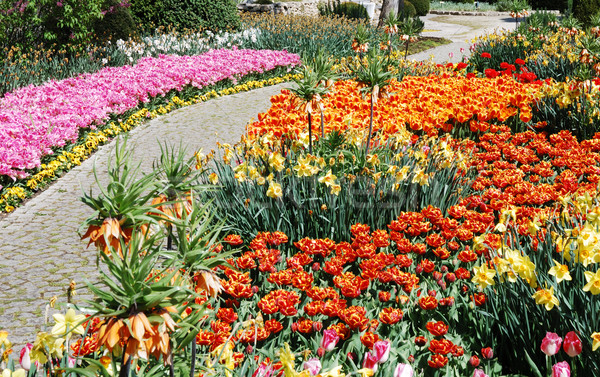 Jardín de flores primavera tiempo flores parque tulipanes Foto stock © manfredxy