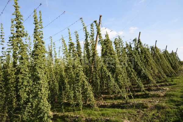 Hop Garden Stock photo © manfredxy