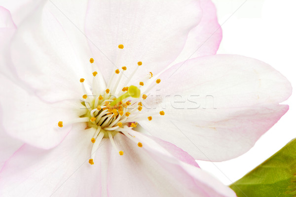 Cherry Blossom Stock photo © manfredxy