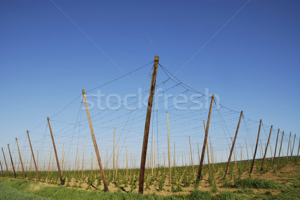 Hop Bereich zunehmend Himmel Muster Landwirtschaft Stock foto © manfredxy