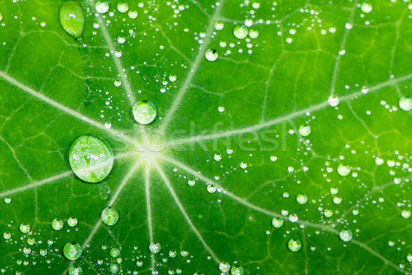 Water drops on a green leaf Stock photo © manfredxy