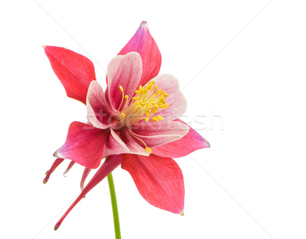 Isolated blossom of Columbine flower Stock photo © manfredxy