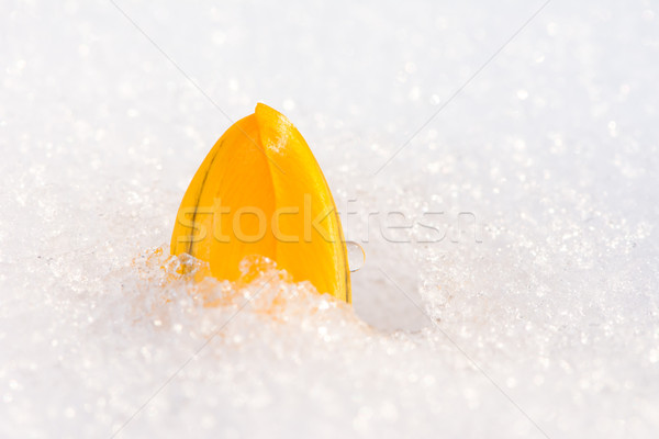 Yellow crocus flower in the snow Stock photo © manfredxy